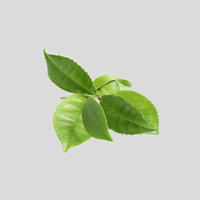 Thé vert