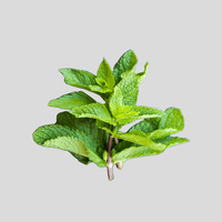 Menthe frisée