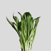 Citronnelle