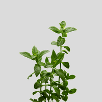 Menthe poivrée