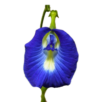 Blaue Klitorie