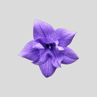 Fleur de violette